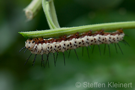 045 Zebra-Falter-Raupe - Heliconius charitonius